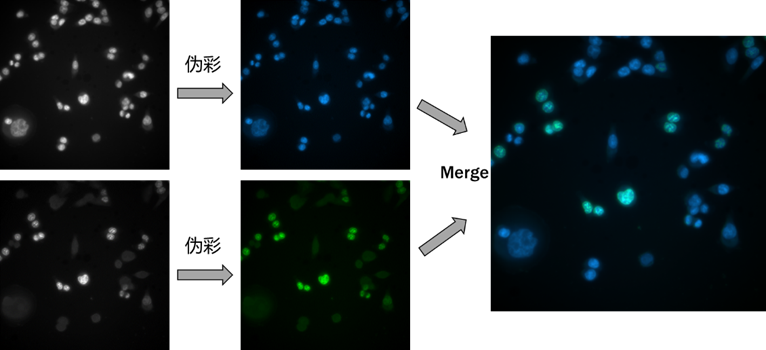 黑白相機與彩色相機的成像優勢分析以及常見的誤區說明(圖7) 1-251202111240V4.png